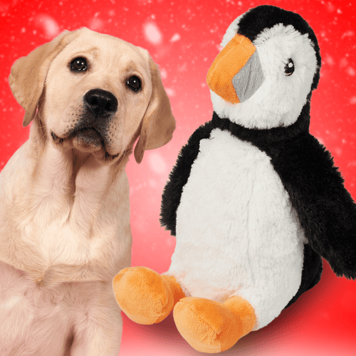 Frosty der Pinguin