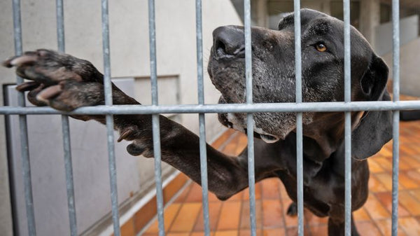 Gemeinsam machen wir den Unterschied: Tierheime unterstützen und Hoffnung schenken