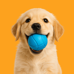 Hundespielzeuge