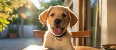 Hundeprodukte