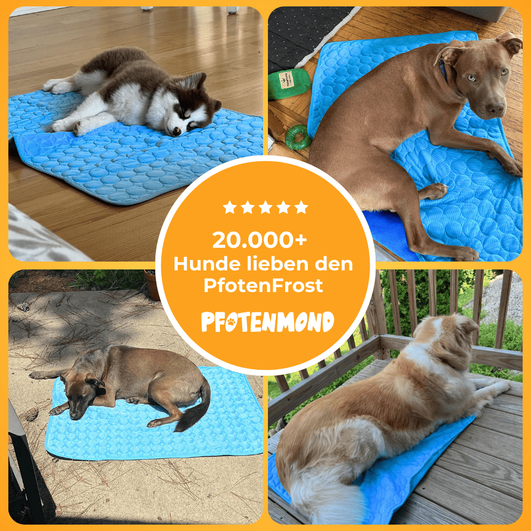 PfotenFrost - Der Bestseller