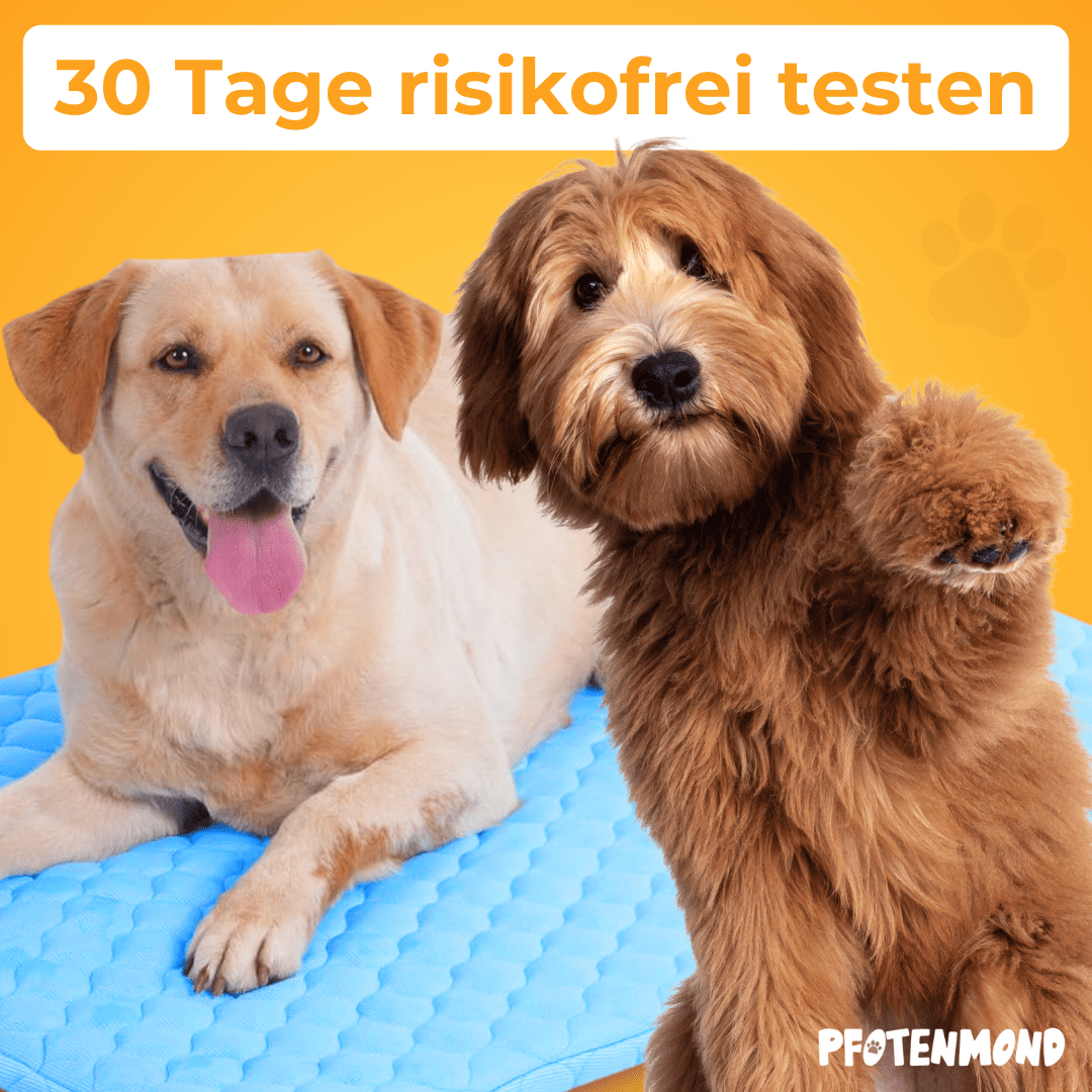 PfotenFrost - Der Bestseller