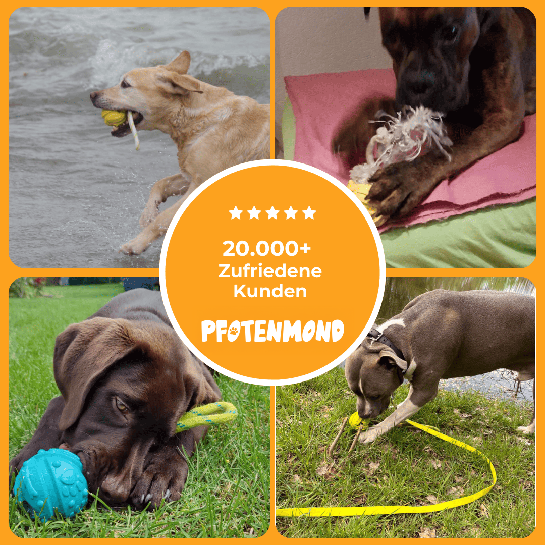 Hundeball mit Seil für Apportier- und Zerrspiele