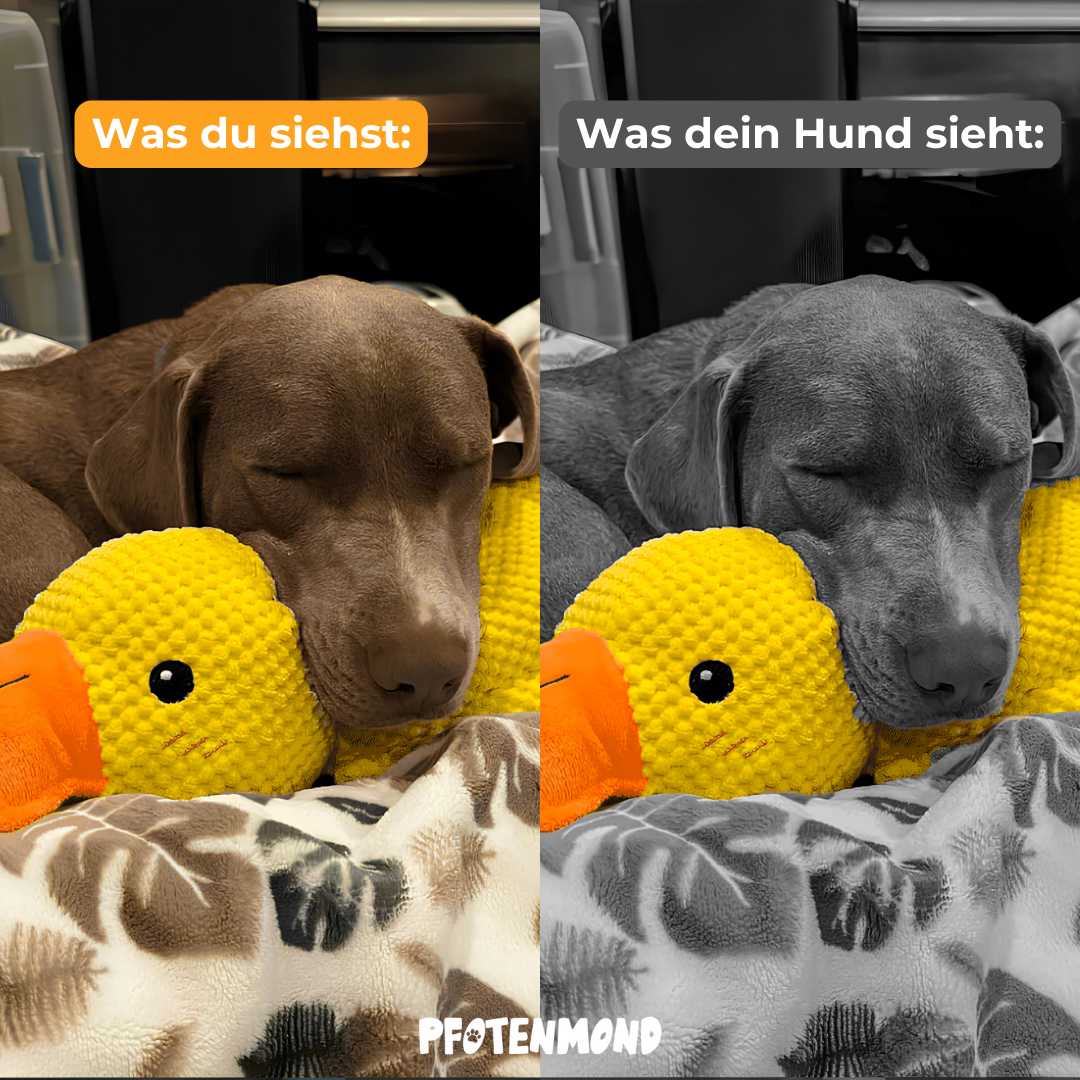 Anti-Stress-Ente - Der Bestseller