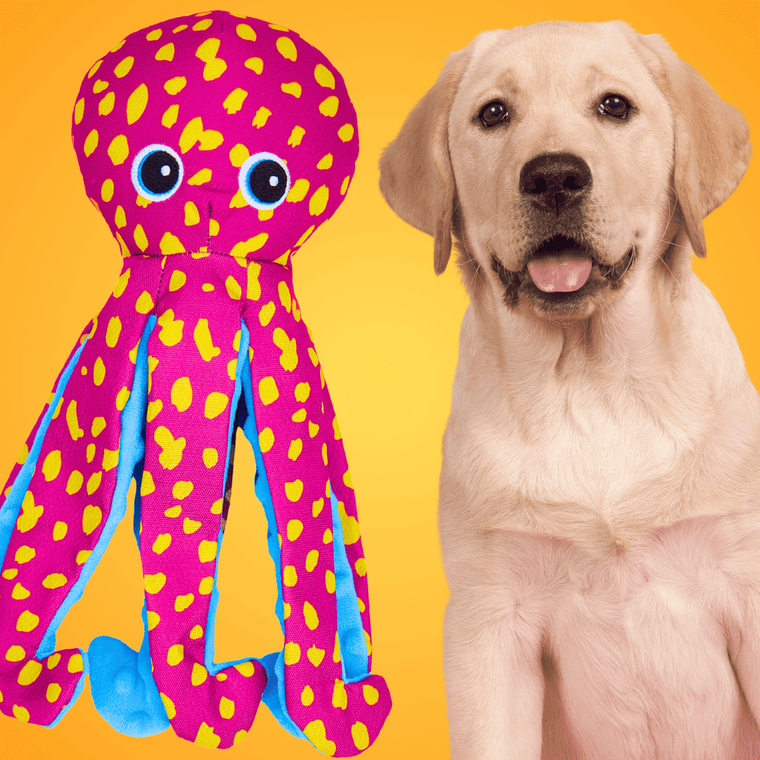Knisteroktopus